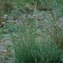 Hachita Blue Grama Grass Plugs 9 Hachita Blue Grama Grass Plugs -Cheap Plant & Flowers Store bouteloua gracilis hachita3 1