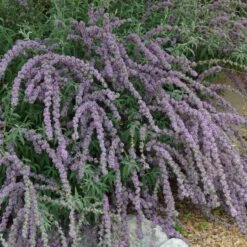 Silver Spring Blooming Butterfly Bush (Buddleia) 7 Silver Spring Blooming Butterfly Bush (Buddleia) -Cheap Plant & Flowers Store buddleia alternafolia argentea cascading branches