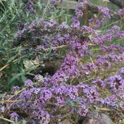 Silver Spring Blooming Butterfly Bush (Buddleia) 9 Silver Spring Blooming Butterfly Bush (Buddleia) -Cheap Plant & Flowers Store buddleia alternifolia argentea