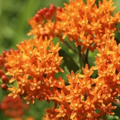 Butterfly Weed -Cheap Plant & Flowers Store butterfly weed 2