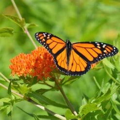 Butterfly Weed -Cheap Plant & Flowers Store butterfly weed 3
