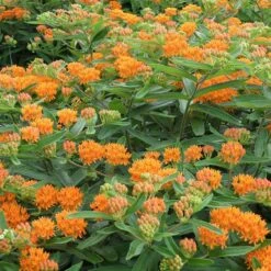 Butterfly Weed -Cheap Plant & Flowers Store butterfly weed 4