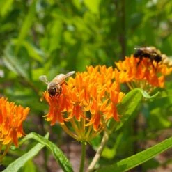 Butterfly Weed (Clay Form) 15 Butterfly Weed (Clay Form) -Cheap Plant & Flowers Store butterfly weed asclepias tuberosa garden