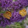 Buzz® Midnight Butterfly Bush (Buddleia) 1 Buzz® Midnight Butterfly Bush (Buddleia) -Cheap Plant & Flowers Store buzz midnight butterfly bush buddleia purple