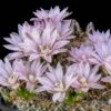 Miniature Chin Cactus (Gymnocalycium) -Cheap Plant & Flowers Store cactus gymnocalycium bruchii cropped 1