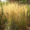 Karl Foerster Feather Reed Grass -Cheap Plant & Flowers Store calamagrostis acutiflora karl foerster grass 3