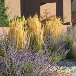 Karl Foerster Feather Reed Grass 9 Karl Foerster Feather Reed Grass -Cheap Plant & Flowers Store calamagrostis karl foerster w russian sage 3