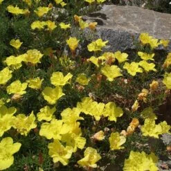 Sundrops (Calylophus)