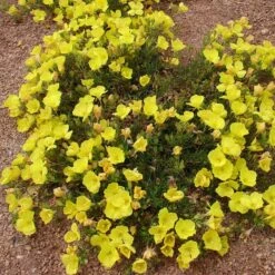Sundrops (Calylophus) -Cheap Plant & Flowers Store calylophus drummondii 3