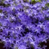 Blue Waterfall Bellflower (Campanula) -Cheap Plant & Flowers Store campanula blue waterfall 1