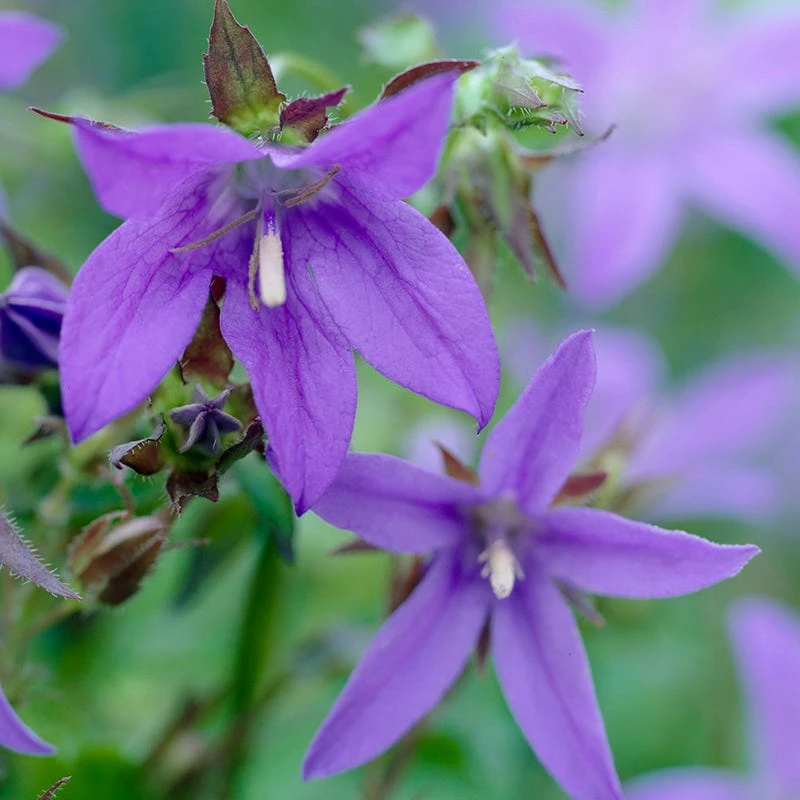 Blue Waterfall Bellflower (Campanula) 4 Blue Waterfall Bellflower (Campanula) - Image 2
