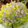 Dickson's Gold Bellflower (Campanula) -Cheap Plant & Flowers Store campanula dicksons gold 1
