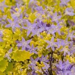 Dickson's Gold Bellflower (Campanula) -Cheap Plant & Flowers Store campanula dicksons gold 2