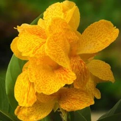 CannaSol™ Happy Emily® Canna Lily 5 CannaSol™ Happy Emily® Canna Lily -Cheap Plant & Flowers Store canna cannasol series canna lily yellow happy emily cropped