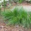 Appalachian Sedge -Cheap Plant & Flowers Store carex appalachica hoffman cropped 2 2