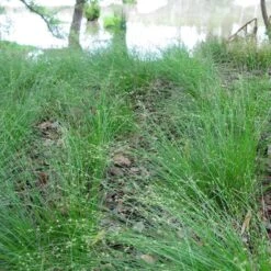 Appalachian Sedge 7 Appalachian Sedge -Cheap Plant & Flowers Store carex appalachica hoffman cropped 3 1