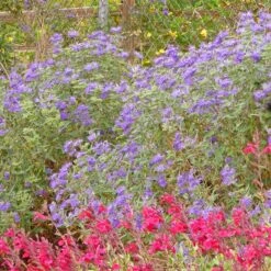Dark Knight Caryopteris 7 Dark Knight Caryopteris -Cheap Plant & Flowers Store caryopteris dark knight bush