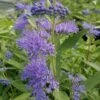 Dark Knight Caryopteris -Cheap Plant & Flowers Store caryopteris dark knight 2