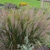 Caspian Feather Reed Grass 1 Caspian Feather Reed Grass -Cheap Plant & Flowers Store caspian feather reed grass
