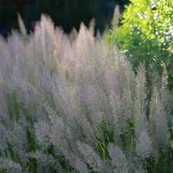 Caspian Feather Reed Grass 5 Caspian Feather Reed Grass -Cheap Plant & Flowers Store caspian feather reed grass 2
