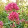 Pink Valerian (Centranthus) -Cheap Plant & Flowers Store centranthus cropped