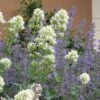 White Valerian (Centranthus) -Cheap Plant & Flowers Store centranthus ruber albus and nepeta