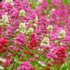 Rosy Trio Valerian Collection (Centranthus) -Cheap Plant & Flowers Store centranthus ruber jupiters beard cropped