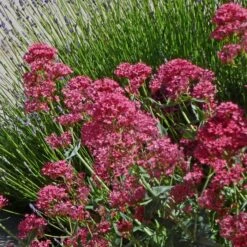 Pink Valerian (Centranthus) -Cheap Plant & Flowers Store centranthus ruber roseus jupiters beard