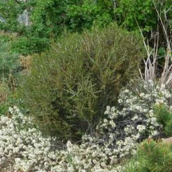 Littleleaf Mountain Mahogany (Cercocarpus) 7 Littleleaf Mountain Mahogany (Cercocarpus) -Cheap Plant & Flowers Store cercocarpus intricatus pinus slyvestris albynns prostrate prunus pawnee buttes garden