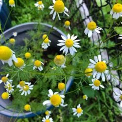 Alternative Lawn Wildflower Seed Mix 12 Alternative Lawn Wildflower Seed Mix -Cheap Plant & Flowers Store chamomile potted