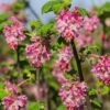 Claremont Flowering Currant (Ribes) -Cheap Plant & Flowers Store claremont flowering currant ribes pink flowers
