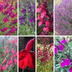 Cold Hardy Rainbow Salvia Collection 18 Cold Hardy Rainbow Salvia Collection -Cheap Plant & Flowers Store cold hardy rainbow salvia coll 10 18 23