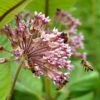 Common Milkweed -Cheap Plant & Flowers Store common milkweed seeds pollinators