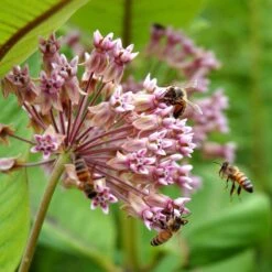 Common Milkweed