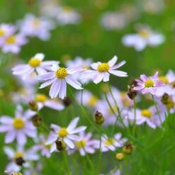 American Dream Coreopsis -Cheap Plant & Flowers Store coreopsis american dream 3
