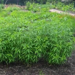 Gold Standard Coreopsis -Cheap Plant & Flowers Store coreopsis gold standard foliage cropped northcreek