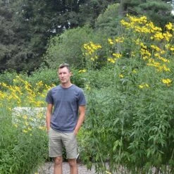 Gold Standard Coreopsis -Cheap Plant & Flowers Store coreopsis gold standard size scale northcreek cropped