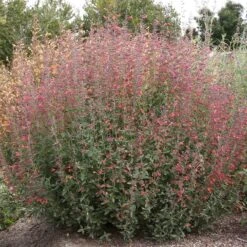 Coronado® Red Agastache -Cheap Plant & Flowers Store coronado red agastache full plant