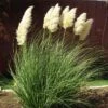 Dwarf Pampas Grass -Cheap Plant & Flowers Store cortaderia selloana pumila 2
