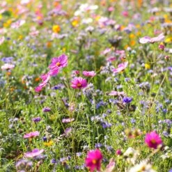 Dry Area Wildflower Seed Mix -Cheap Plant & Flowers Store cosmos bachelor buttons meadow