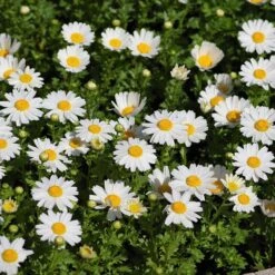 Alternative Lawn Wildflower Seed Mix 11 Alternative Lawn Wildflower Seed Mix -Cheap Plant & Flowers Store creeping daisy