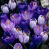 Blue Moon Dutch Crocus Mix -Cheap Plant & Flowers Store crocus blue moon mix