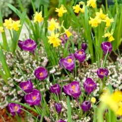 Remembrance Dutch Crocus -Cheap Plant & Flowers Store crocus remembrance daffodil tete a tete 25984