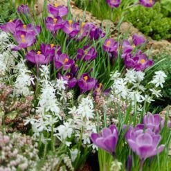 Remembrance Dutch Crocus -Cheap Plant & Flowers Store crocus remembrance scilla mischtschenkoana visi25957