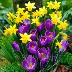 Remembrance Dutch Crocus -Cheap Plant & Flowers Store crocus remembrance visi12050