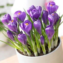 Remembrance Dutch Crocus -Cheap Plant & Flowers Store crocus remembrance visi75695