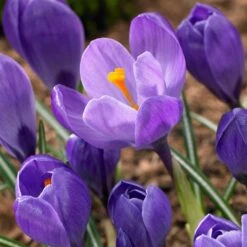 Remembrance Dutch Crocus -Cheap Plant & Flowers Store crocus remembrance visi86705
