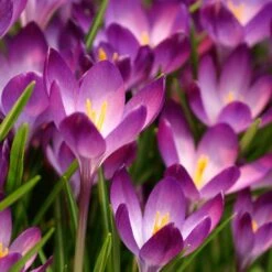 Tommasini's Ruby Giant Crocus 11 Tommasini's Ruby Giant Crocus -Cheap Plant & Flowers Store crocus tommasinianus bulbs ruby giant 39150 1 web