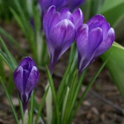 Tommasini's Ruby Giant Crocus 13 Tommasini's Ruby Giant Crocus -Cheap Plant & Flowers Store crocus tommasinianus bulbs ruby giant 39150 3 web