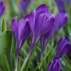 Tommasini's Ruby Giant Crocus 12 Tommasini's Ruby Giant Crocus -Cheap Plant & Flowers Store crocus tommasinianus bulbs ruby giant 39150 4 web